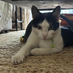 Lost Female Cat last seen Lamont St and Pacific Beach Dr, San Diego, CA 92109