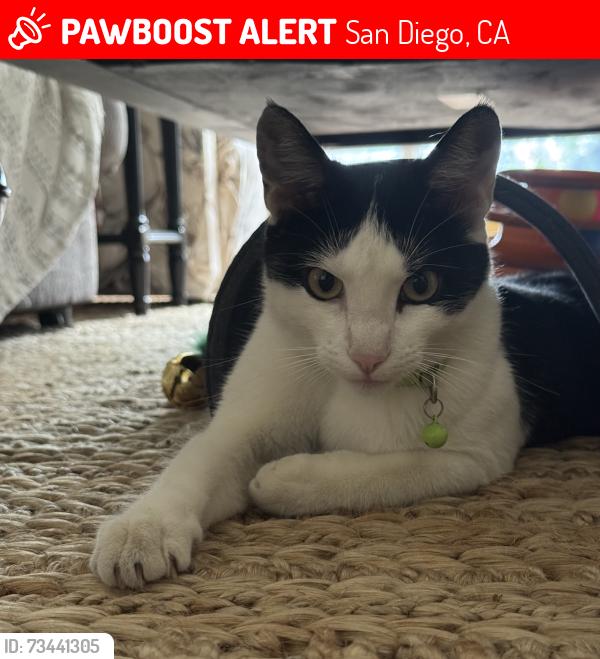 Lost Female Cat last seen Lamont St and Pacific Beach Dr, San Diego, CA 92109