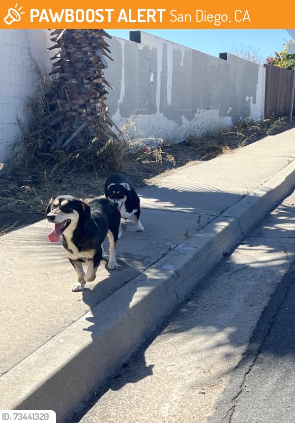 Found/Stray Male Dog last seen Gaines, San Diego, CA 92110