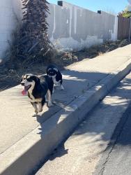 Found/Stray Male Dog last seen Gaines, San Diego, CA 92110