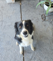 Reunited Female Dog last seen Don Julio and Larry Way, North Highlands, CA 95660