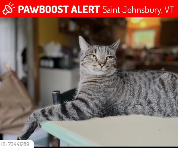 Lost Male Cat last seen St. Mary’s st Saint Johnsbury vt, Saint Johnsbury, VT 05819