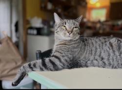 Lost Male Cat last seen St. Mary’s st Saint Johnsbury vt, Saint Johnsbury, VT 05819
