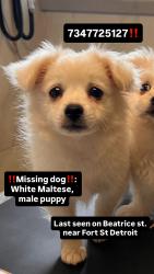 Lost Male Dog last seen Near beatrice y esquina Annabel, Detroit, MI 48217