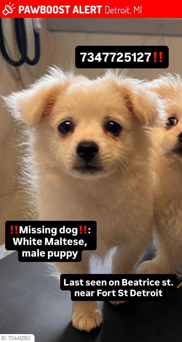 Lost Male Dog last seen Near beatrice y esquina Annabel, Detroit, MI 48217