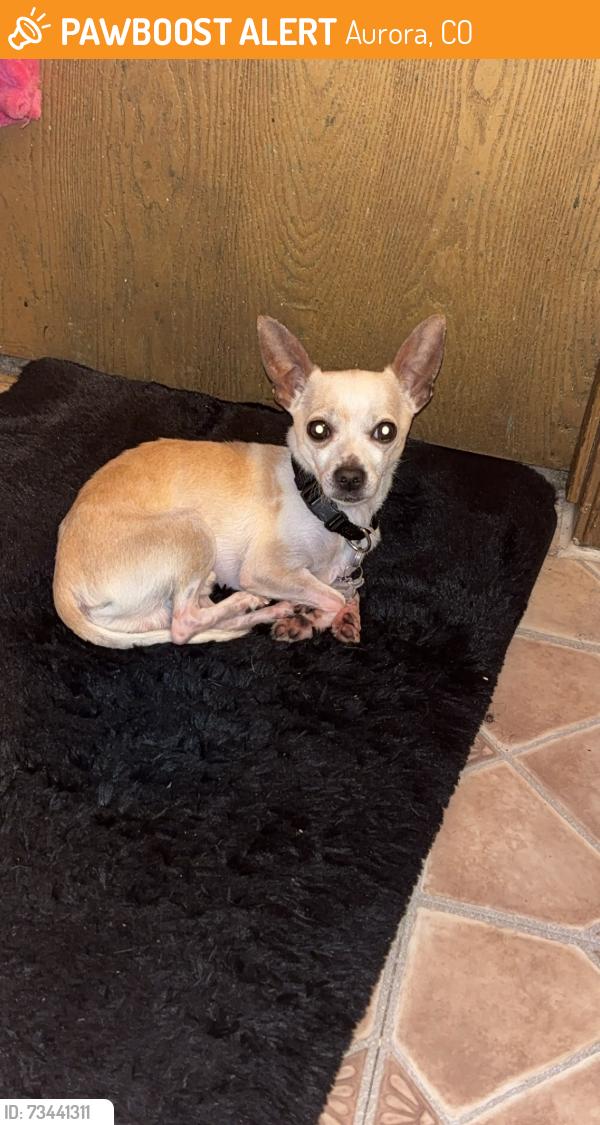 Found/Stray Male Dog last seen Peoria and Colfax, Aurora, CO 80013