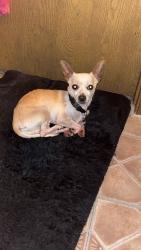 Found/Stray Male Dog last seen Peoria and Colfax, Aurora, CO 80013
