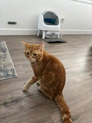Lost Male Cat last seen Balsam ct, Noblesville, IN 46062