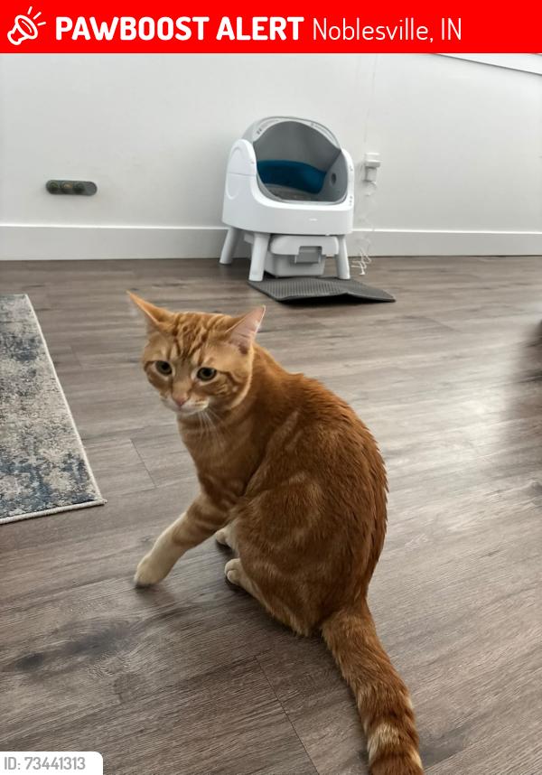 Lost Male Cat last seen Balsam ct, Noblesville, IN 46062