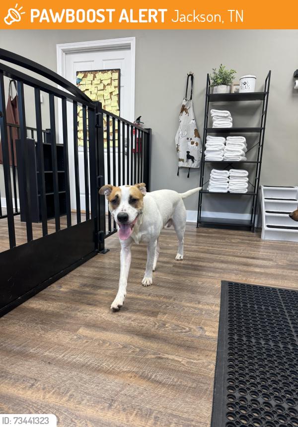 Found/Stray Male Dog last seen N star Dr, Jackson, TN 38305