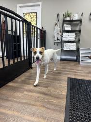 Found/Stray Male Dog last seen N star Dr, Jackson, TN 38305