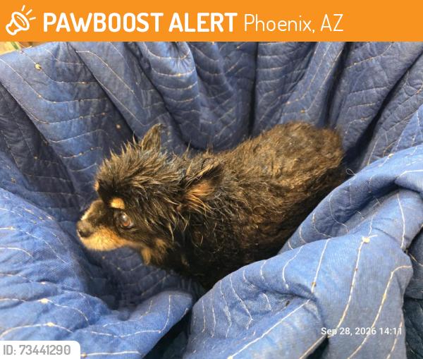 Found/Stray Male Dog last seen Near W HATCHER ROAD, Phoenix, AZ 85021