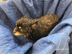 Found/Stray Male Dog last seen Near W HATCHER ROAD, Phoenix, AZ 85021