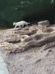 Reunited Unknown Cat last seen Broadway at 14th, Santa Monica, CA 90404