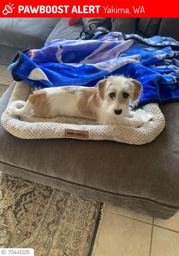 Lost Male Dog last seen Near common wealth rd, Yakima, WA 98901