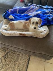 Lost Male Dog last seen Near common wealth rd, Yakima, WA 98901