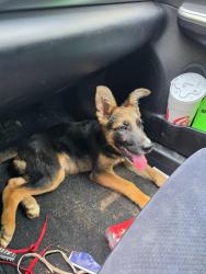 Lost Male Dog last seen Silver Creek Church, Morganton, NC 28655