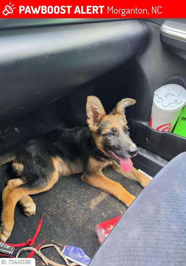 Lost Male Dog last seen Silver Creek Church, Morganton, NC 28655
