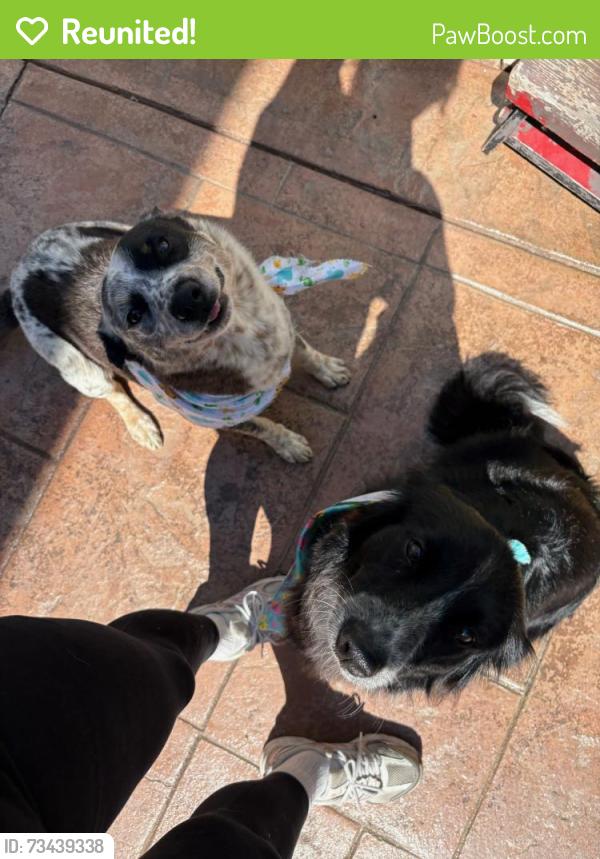 Reunited Female Dog last seen 2nd avenue, Chula Vista, CA 91910