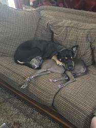 Reunited Female Dog last seen Near Northdale Blvd NW, Minneapolis, MN 55448, USA, Minneapolis, MN 55448
