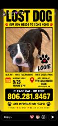 Lost Male Dog last seen Mcmahon and universw, Albuquerque, NM 87114