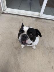 Found/Stray Male Dog last seen 28th street, Palmdale, CA 93551