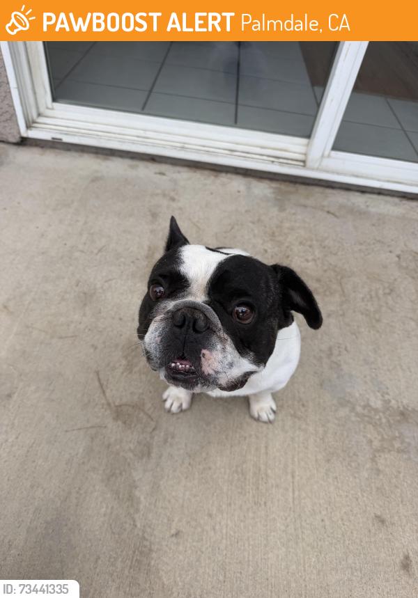 Found/Stray Male Dog last seen 28th street, Palmdale, CA 93551