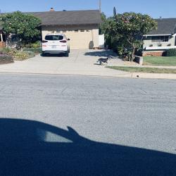 Found/Stray Unknown Dog last seen Near Brighton, La Habra, CA 90631