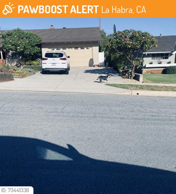 Found/Stray Unknown Dog last seen Near Brighton, La Habra, CA 90631