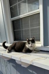 Lost Male Cat last seen Brimfield Ave & Lorne St, Los Angeles, CA 91402