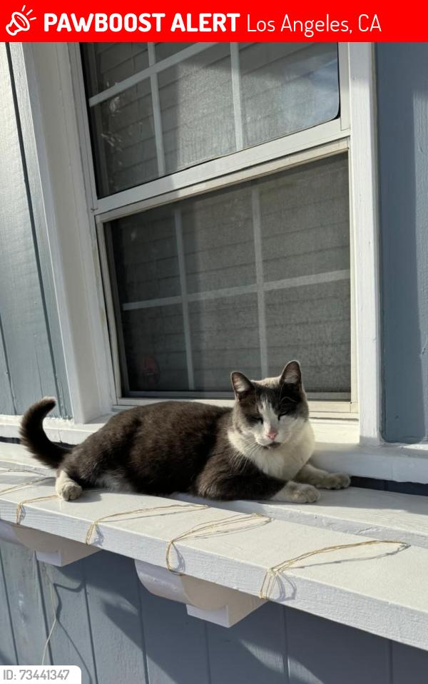 Lost Male Cat last seen Brimfield Ave & Lorne St, Los Angeles, CA 91402