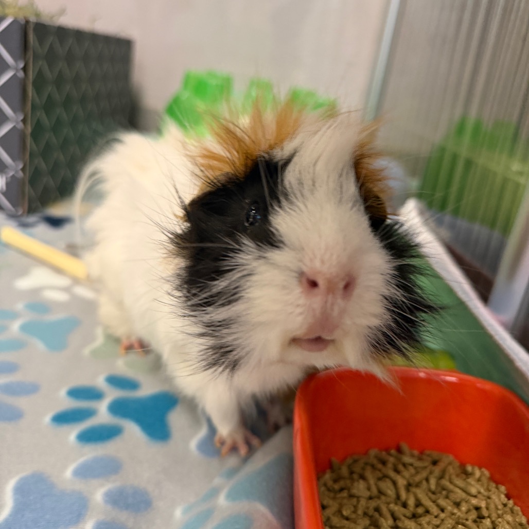 Shelter Stray Male Other last seen , 8020 Washington St, Port Richey, FL 34668, USA