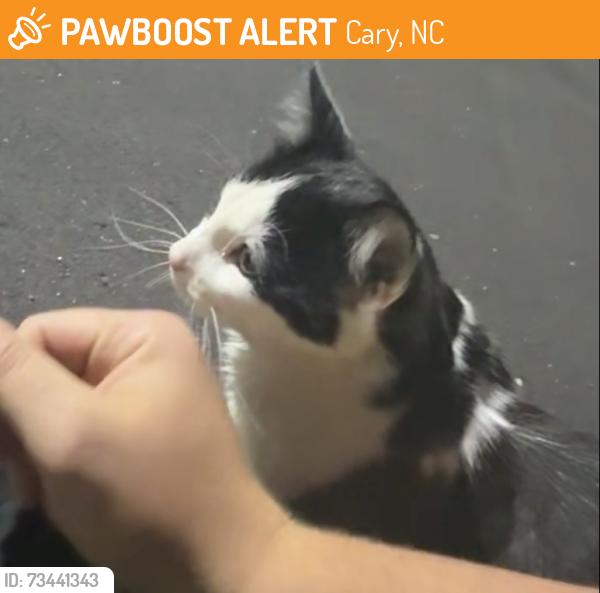 Found/Stray Unknown Cat last seen Hendrick Auto Mall, Cary, NC 27511