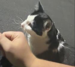Found/Stray Unknown Cat last seen Hendrick Auto Mall, Cary, NC 27511