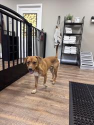 Lost Male Dog last seen Near N Star Dr Jackson, TN 38305 United States, Jackson, TN 38305