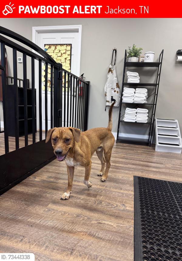 Lost Male Dog last seen Near N Star Dr Jackson, TN 38305 United States, Jackson, TN 38305