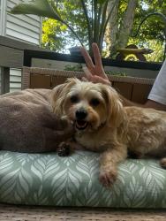 Lost Female Dog last seen Near Wyandotte park, Upper Arlington, OH 43220
