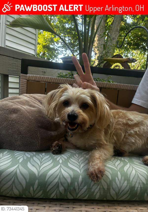 Lost Female Dog last seen Near Wyandotte park, Upper Arlington, OH 43220
