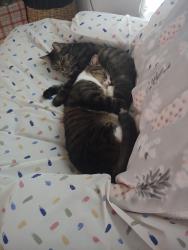Lost Female Cat last seen hancock pkwy, Cape Coral, FL 33909