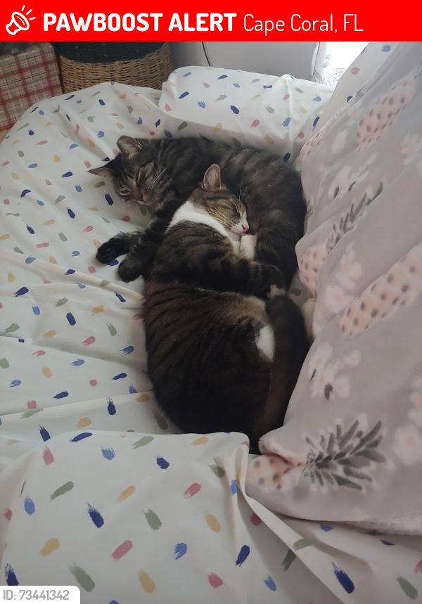 Lost Female Cat last seen hancock pkwy, Cape Coral, FL 33909