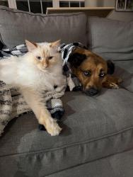 Reunited Male Cat last seen Grassy Creek culdesac, Chapel Hill, NC 27517