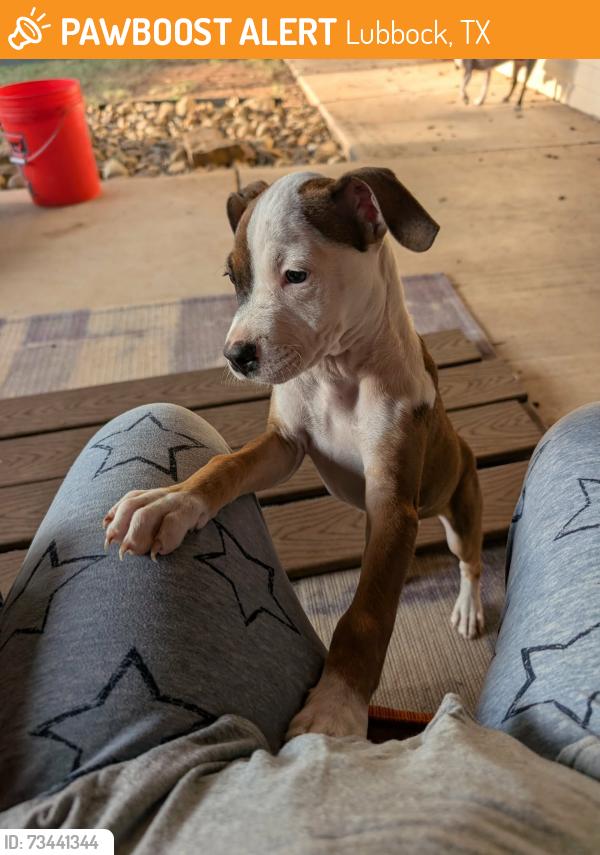Found/Stray Male Dog last seen Ave U and 68th Street, Lubbock, TX 79412