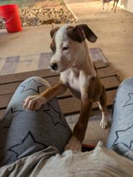 Found/Stray Male Dog last seen Ave U and 68th Street, Lubbock, TX 79412