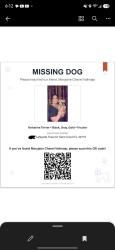 Lost Female Dog last seen Nolte and Vermont, St. Cloud, FL 34772