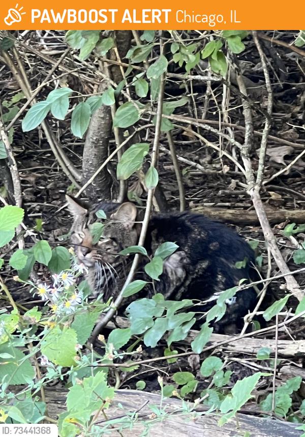 Found/Stray Unknown Cat last seen At Labagh Woods, Chicago, IL 60630