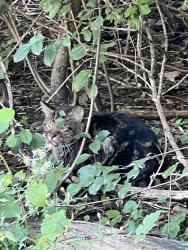 Found/Stray Unknown Cat last seen At Labagh Woods, Chicago, IL 60630