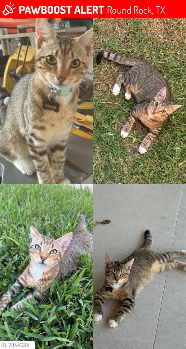 Lost Male Cat last seen N. Heatherwilde Boulevard, Round Rock, TX 78664
