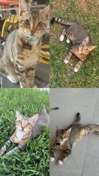 Lost Male Cat last seen N. Heatherwilde Boulevard, Round Rock, TX 78664