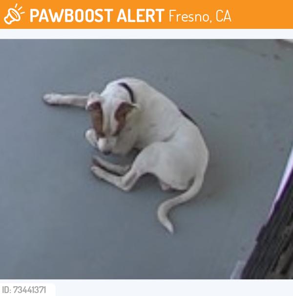 Found/Stray Unknown Dog last seen Olive, Fresno, CA 93727