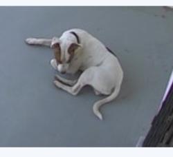 Found/Stray Unknown Dog last seen Olive, Fresno, CA 93727
